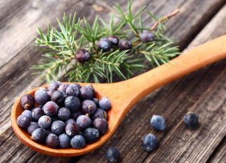 Wacholder als Gin Tonic Gewürz