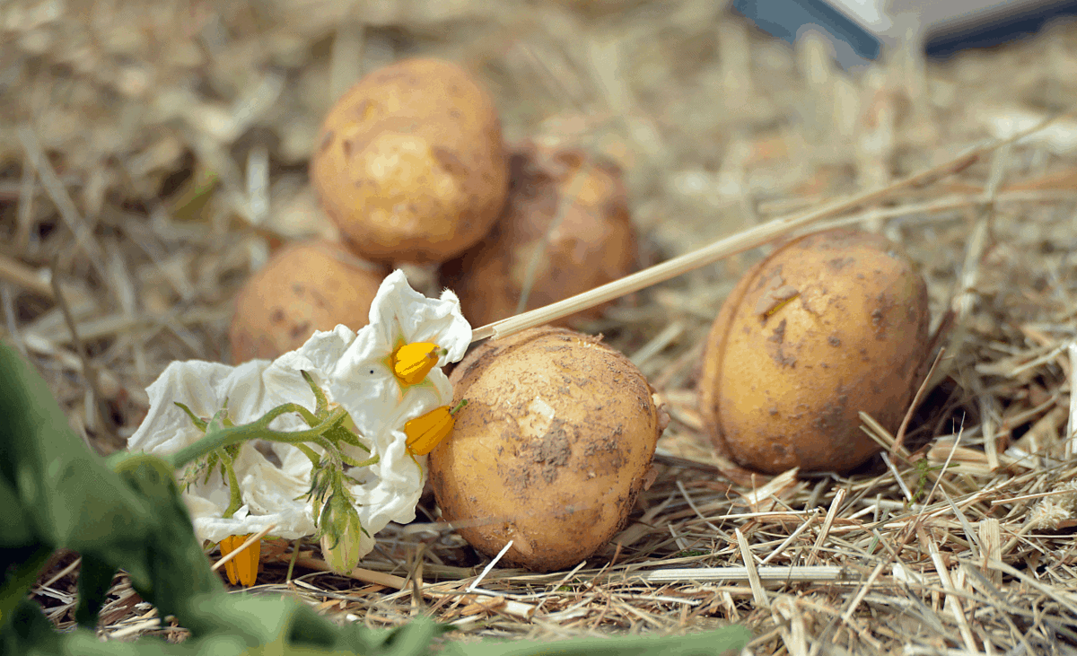 kartoffeln