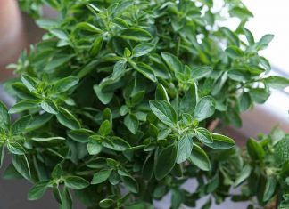 Oregano als Gin Tonic Gewürz