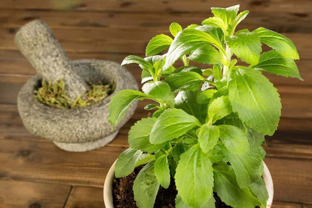 Eine Stevia-Pflanze im Topf mit leuchtend grünen Blättern steht auf einer Holzunterlage neben einem Steinmörser mit Stößel, in dem getrocknete, zerkleinerte Blätter liegen.