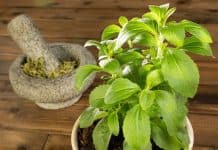 Stevia als Gin Tonic Gewürz