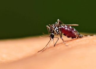 Gin Tonic gegen Mücken und Malaria