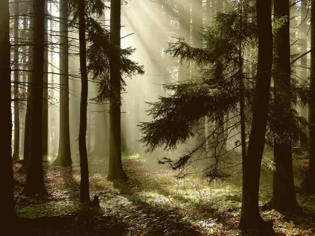 Sonnenlicht strömt durch die hohen Kiefern eines stillen Waldes und wirft lange Schatten auf den moosbewachsenen Boden. Die Atmosphäre wirkt friedlich und beschaulich, während Lichtstrahlen das Grün in den Vordergrund rücken.