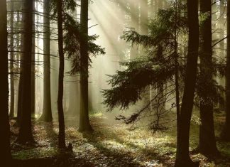 Warum kommen viele Gins aus dem Schwarzwald?