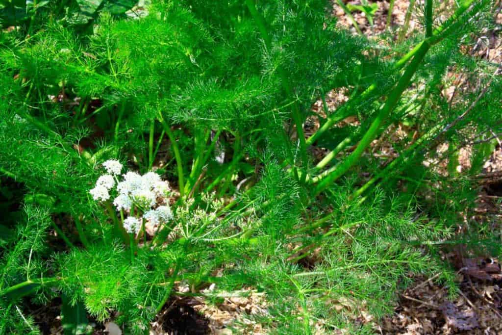 Grüne, federartige Fenchelblätter wachsen dicht im Sonnenlicht, und zwischen den Stielen blüht ein Büschel kleiner weißer Blüten. Der Boden darunter ist mit braunem Mulch und Laub bedeckt.