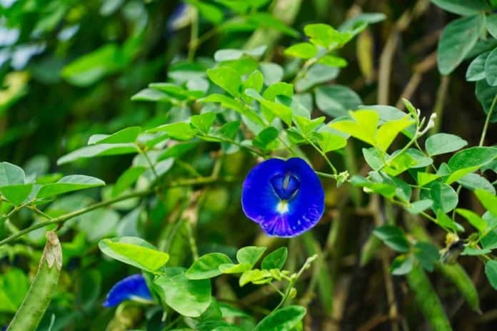 Blüte der Clitoria