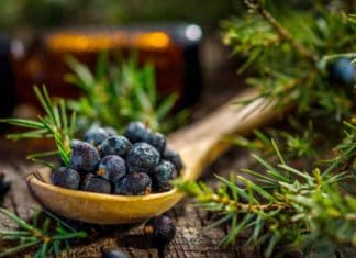 Wacholder und Gin – eine Geschichte